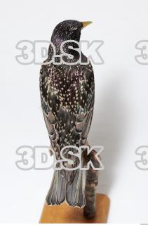 Starling-Sturnus vulgaris 0023